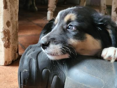 Border Collie puppies in Cork