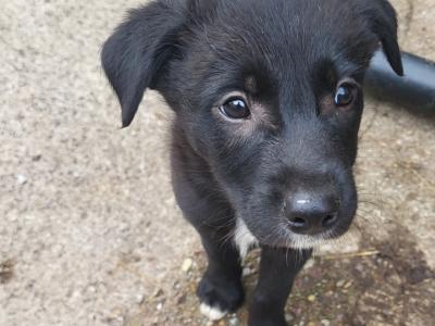 Border Collie puppies in Cork