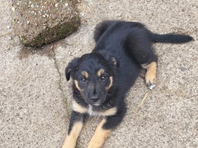 Border Collie puppies in Cork