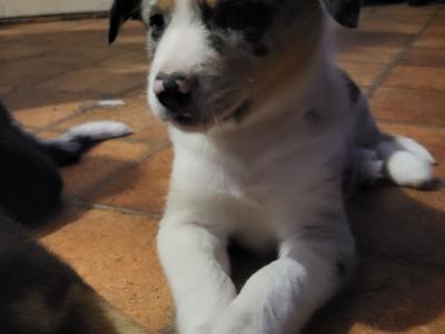 Blue Merle Sheep Working Border Collie puppies in Cork