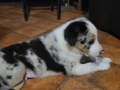 Blue Merle Sheep Working Border Collie puppies in Cork