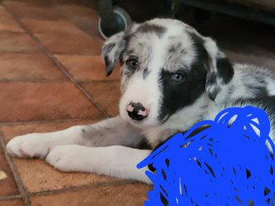 Blue Merle Sheep Working Border Collie puppies in Cork