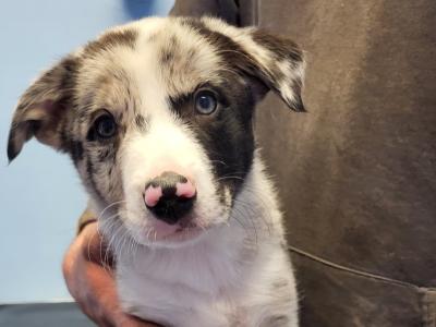 Blue Merle Sheep Working Border Collie puppies in Cork