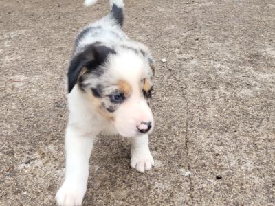 Blue Merle Sheep Working Border Collie puppies in Cork