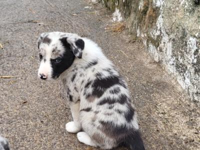 Blue Merle Sheep Working Border Collie puppies in Cork
