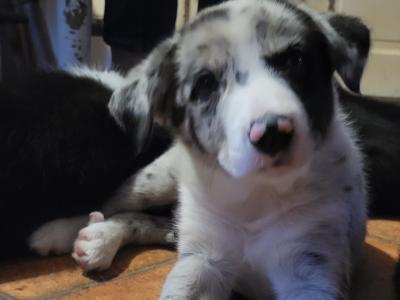 Blue Merle Sheep Working Border Collie puppies in Cork