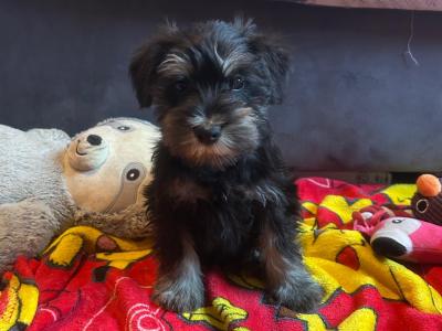 Beautiful house reared male miniature Schnauzer puppies in Wexford