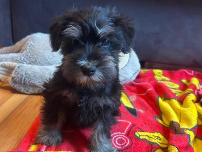 Beautiful house reared male miniature Schnauzer puppies in Wexford