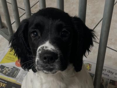 English Springer Spaniel puppies in Louth