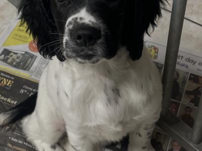 English Springer Spaniel puppies in Louth