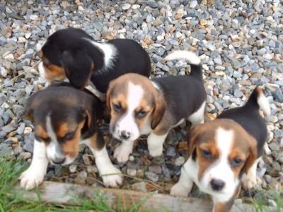 Beagles puppies for sale in Wexford