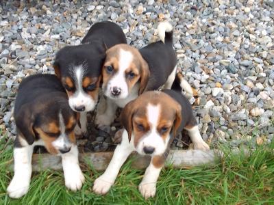 Beagles puppies for sale in Wexford