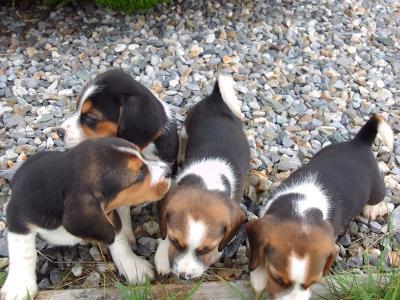Beagles puppies for sale in Wexford