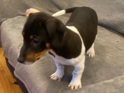 Jack Russell puppies in Kerry