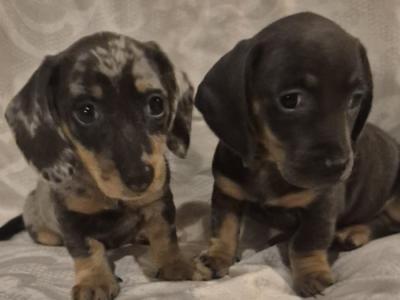 Miniature Dachshund puppies in Dublin