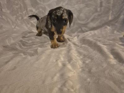 Miniature Dachshund puppies in Dublin