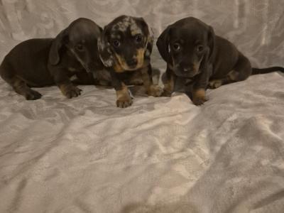 Miniature Dachshund puppies in Dublin