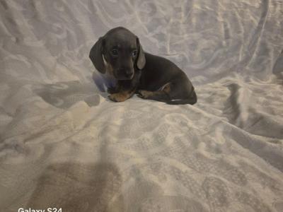 Miniature Dachshund puppies in Dublin