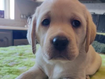 IKC Registered Labrador pup for sale in Clare