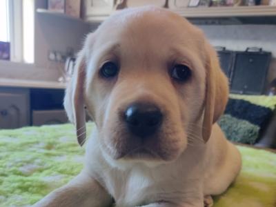 IKC Registered male Labrador puppy left for sale in Clare