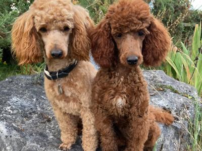 Poodle puppies in Laois