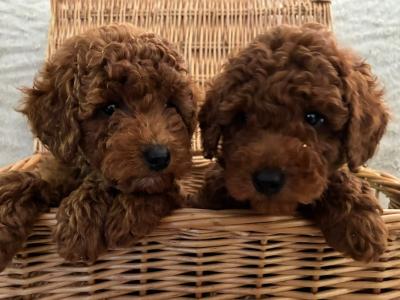 Poodle puppies in Laois