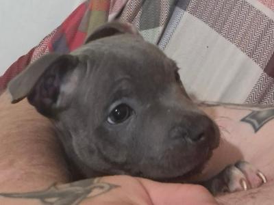 IKC Registered (pending) Blue Staffordshire Bull Terrier puppies in Kerry