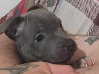 IKC Registered Blue Staffordshire Bull Terrier puppies in Kerry