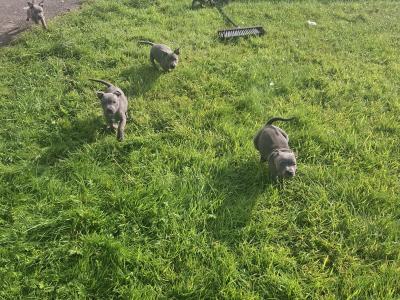 IKC Registered (pending) Blue Staffordshire Bull Terrier puppies in Kerry