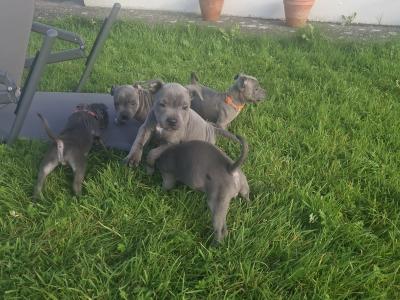 IKC Registered (pending) Blue Staffordshire Bull Terrier puppies in Kerry