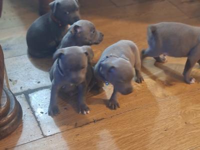 IKC Registered (pending) Blue Staffordshire Bull Terrier puppies in Kerry