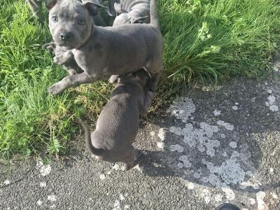 IKC Registered (pending) Blue Staffordshire Bull Terrier puppies in Kerry