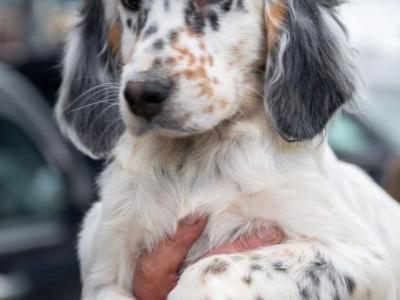 Male Ilewellyn Setter and a male Greyhound/Whippet in Galway