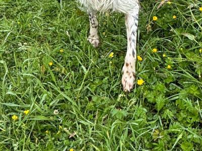 Male Ilewellyn Setter and a male Greyhound/Whippet in Galway