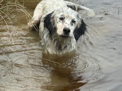 Male Ilewellyn Setter and a male Greyhound/Whippet in Galway