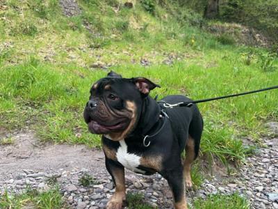 Kylo is a male Pocket Bully adult dog in Cork