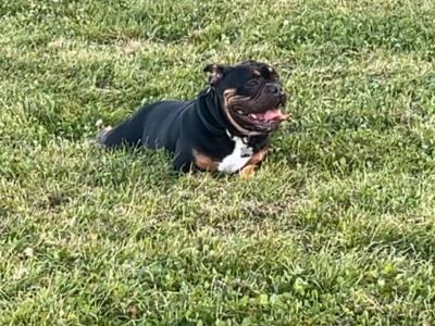 Kylo is a male Pocket Bully adult dog in Cork
