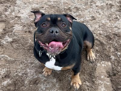 Kylo is a male Pocket Bully adult dog in Cork
