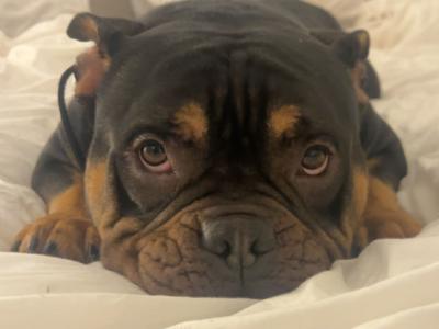 Kylo is a male Pocket Bully adult dog in Cork