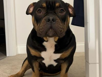 Kylo is a male Pocket Bully adult dog in Cork