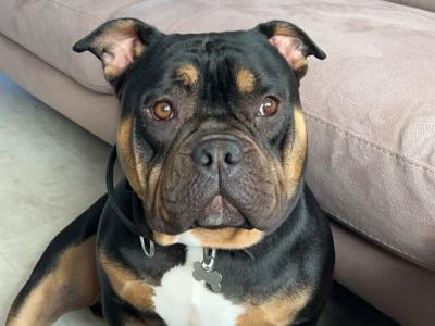 Kylo is a male Pocket Bully adult dog in Cork