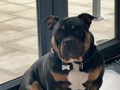 Kylo is a male Pocket Bully adult dog in Cork