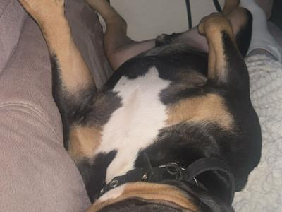 Kylo is a male Pocket Bully adult dog in Cork