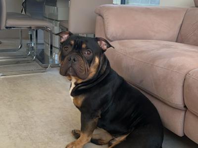 Kylo is a male Pocket Bully adult dog in Cork