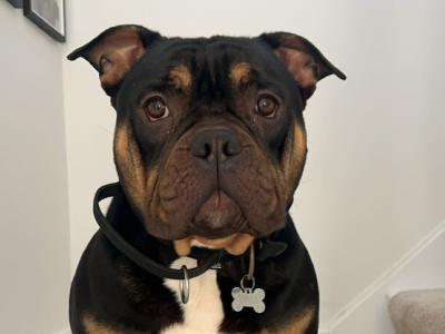 Kylo is a male Pocket Bully adult dog in Cork