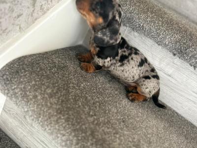 Miniature Dachshund puppies in Dublin