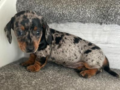 Miniature Dachshund puppies in Dublin