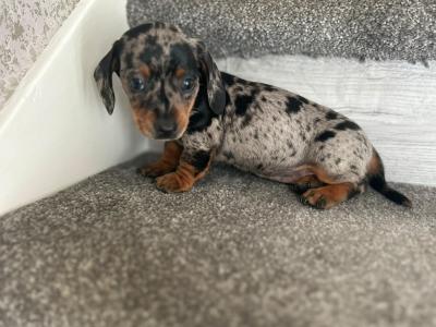 Miniature Dachshund puppies in Dublin