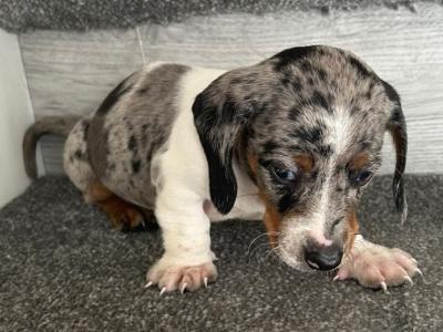 Miniature Dachshund puppies in Dublin