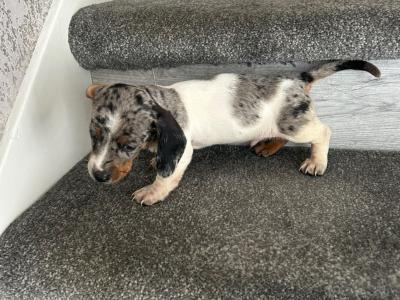 Miniature Dachshund puppies in Dublin